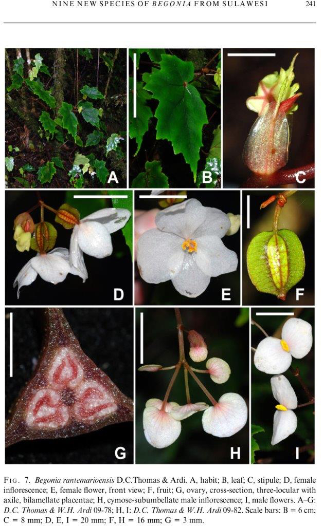B. rantemarioensis